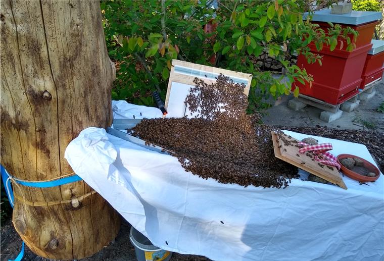 Alternative Wohnmöglichkeit für Bienen in Spadener Garten Über ein schräg angelegtes Brett mit weißem Laken krabbeln die Bienen in ihr neues Zuhause.