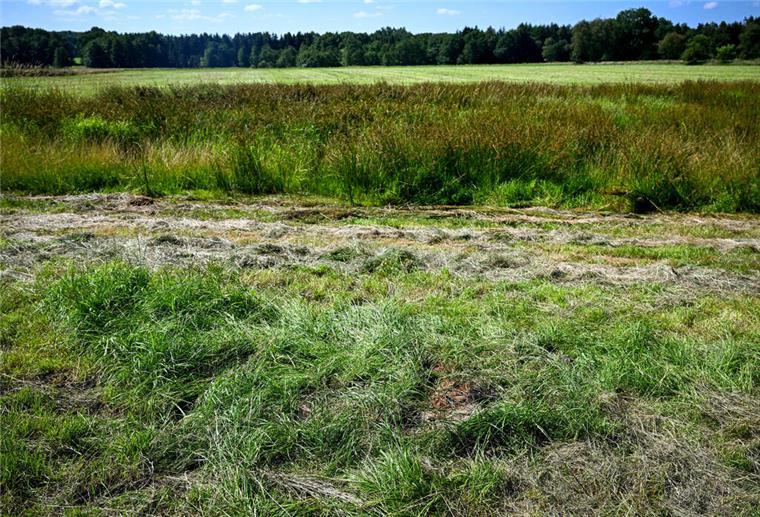 Eine teilweise abgemähte Wiese am Fundort einer Kinderleiche im Landkreis Stade.