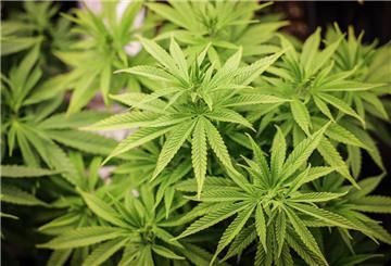 Eine im Wachstum befindliche Cannabispflanze, aus der sich Marihuana herstellen lässt. Wer die Plantage an der Bremer Straße in Zeven betrieben hat, versuchte das Amtsgericht zu klären.