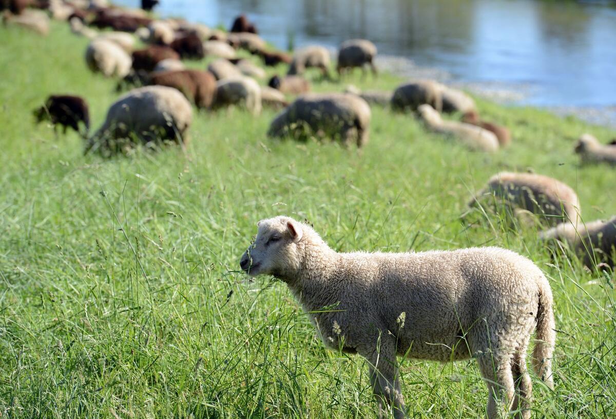 Unbekannte stehlen vier Schafe von einer Weide Schafe grasen auf einem Deich