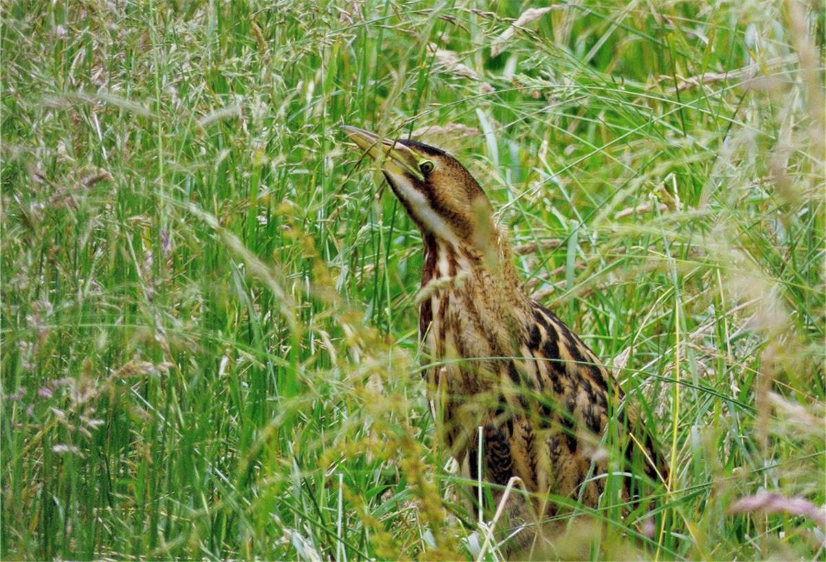 Die Rettung der Rohrdommel, einer der seltensten Vögel Niedersachsens Ein Vogel im Schulf.