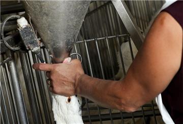 Gänse werden auf dem Hof von Sauveniere für die Produktion von Foie gras (Stopfleber) gefüttert.