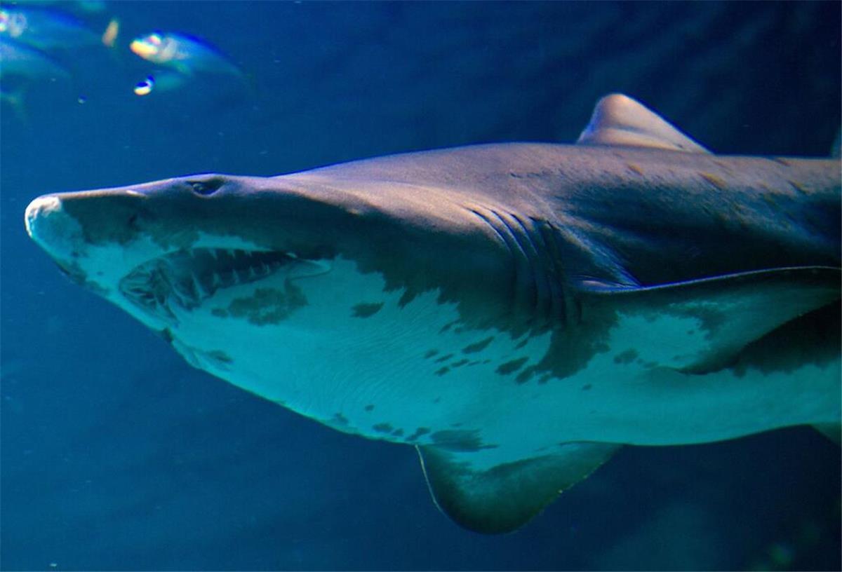 Um welche Hai-Art es sich handelte, ist noch unklar (Symbolbild).