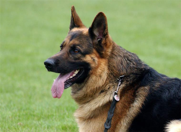Schäferhund aus Zwinger gestohlen Mit Halsband und Leine versehen liegt ein Deutscher Schäferhund auf einer Wiese.