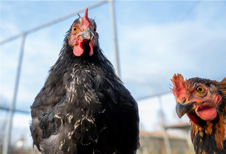 Lüdingworth: Gänse und Hühner im Stall erschlagen Unbekannte haben in Lüdingworth Hühner und Gänse erschlagen.