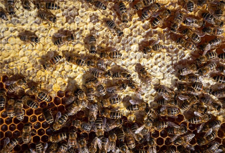 Über 200.000 Bienen in Zeven gestohlen Bienen sitzen auf einem Bienenrahmen. (zu dpa «Gepanschter Honig aus dem Ausland: «Regionale Imkerkultur wird bedroht») +++ dpa-Bildfunk +++