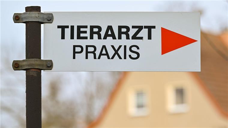 Unbekannte reißen Katzen ihren Schwanz ab Unbekannte haben Katzen den Schwanz abgerissen. (Symbolbild)