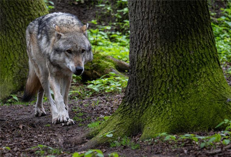 Unbekannte haben offenbar einen Wolf getötet und den Kadaver in den Mittellandkanal geschmissen.