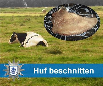 Unbekannte Täter haben einer Kuh einen Teil der Hufe abgeschnitten. 