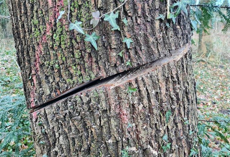 Baummassaker mitten im Wald! Naturhasser sägen 20 Bäume an Unbekannte Täter haben im Landkreis Stade mehrere Bäume angesägt.