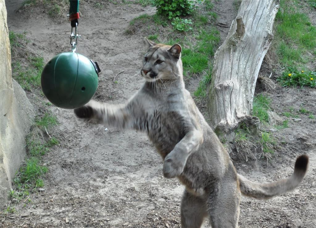 Und auch Puma Bungee schätzt sein Spielzeug.