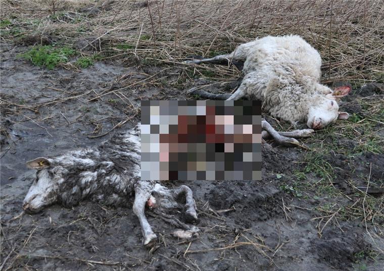 Wieder zwei Schafe gerissen: Diesmal in Neustadt Und wieder hat ein Raubtier eine Schafherde angegriffen. In Neustadt in der mittleren Wesermarsch hat mußmaßlich ein Wolf zwei Schafe gerissen.