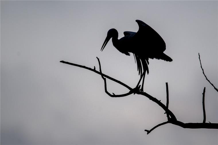 Mehr Störche bleiben im Winter an der Nordseeküste Ungewöhnlich viele Störche verbringen den Winter im nördlichen Niedersachsen und fliegen nicht in den Süden.
