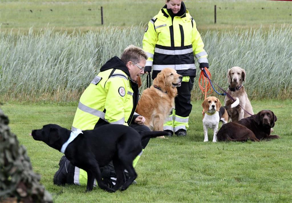 Unglaublich, mit welcher Ernsthaftigkeit, die ansonsten ja sehr verspielten Hund...