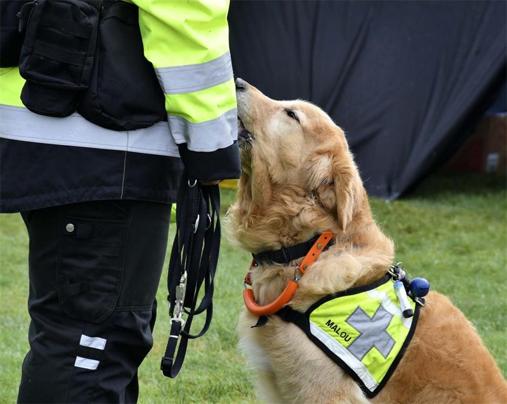 Unglaubliches Vertrauen ist zwischen Hund und Hundeführer zu spüren. 