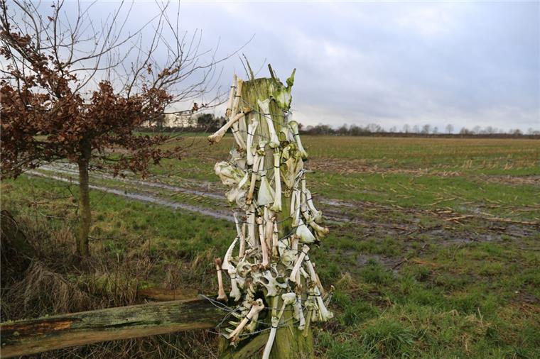 Gruselig! Rätsel um unheimlichen "Knochenbaum" in Wollingst Unheimlich: Ein Unbekannter hängt in Wollingst Knochen auf.
