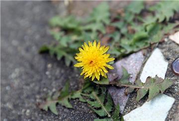 Ein Löwenzahn blüht in einer Fuge in der Pflasterung. Mit Chemie darf Unkraut auf Wegen, Terrassen oder Garageneinfahrten nicht behandelt werden. 