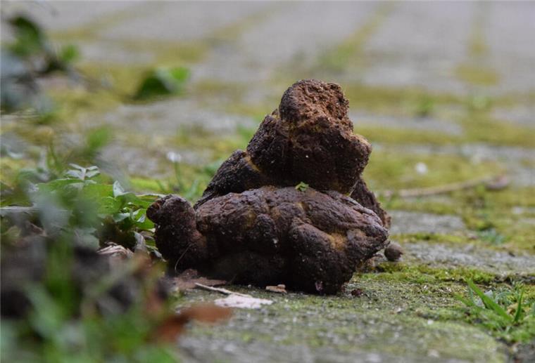 Hier werden Hundehäufchen-Sünder jetzt mit DNA-Tests überführt Unschöner Anblick: Hundehaufen auf einem Fußweg müssen nicht sein und sorgen für Unmut.