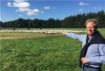 Mann auf Wiese mit Gänsen