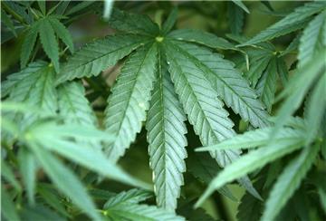 Unter anderem 370 Cannabis-Pflanzen hatte die Polizei in dem Haus gefunden und beschlagnahmt.