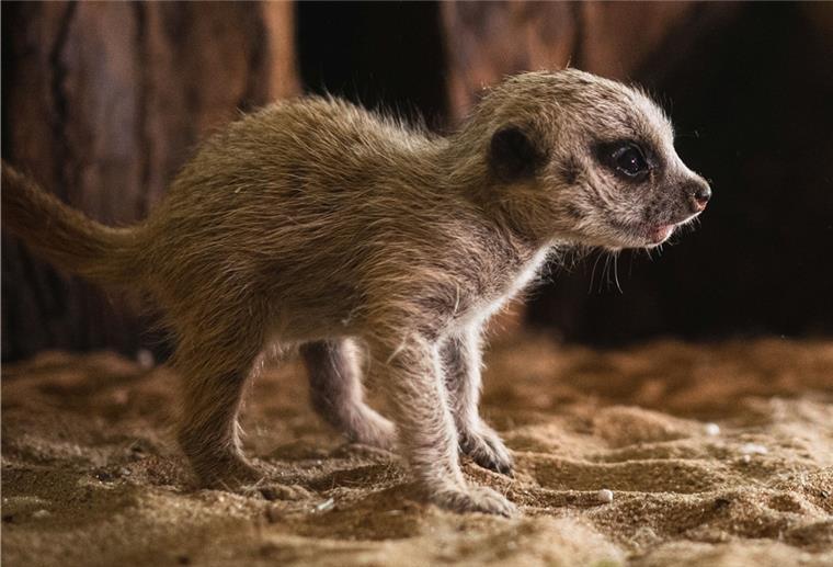 Wingster Zoo: Anmeldung nötig, aber kein Test Unter anderem bei den Erdmännchen gibt es für die Besucher Nachwuchs zu beobachten.