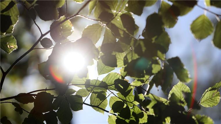 Unter anderem wurden rund 12 Millionen Buchen gepflanzt. (Symbolbild)