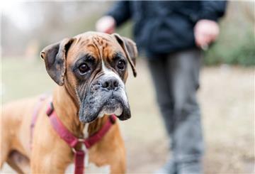 Unter bestimmten Voraussetzungen dürfen Jäger auf Hunde und Katzen schießen. Das ist zumindest in Baden-Württemberg der Fall.
