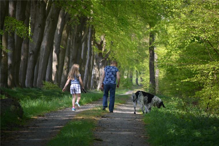 Friedwald soll in Kührstedt entstehen Unter Buchenblättern geht es im Drangstedter Wald zum Areal, das ein Friedwald werden soll.