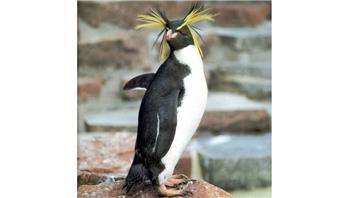 Unvergessen: Felsenpinguin Kralli aus dem Zoo am Meer in Bremerhaven.