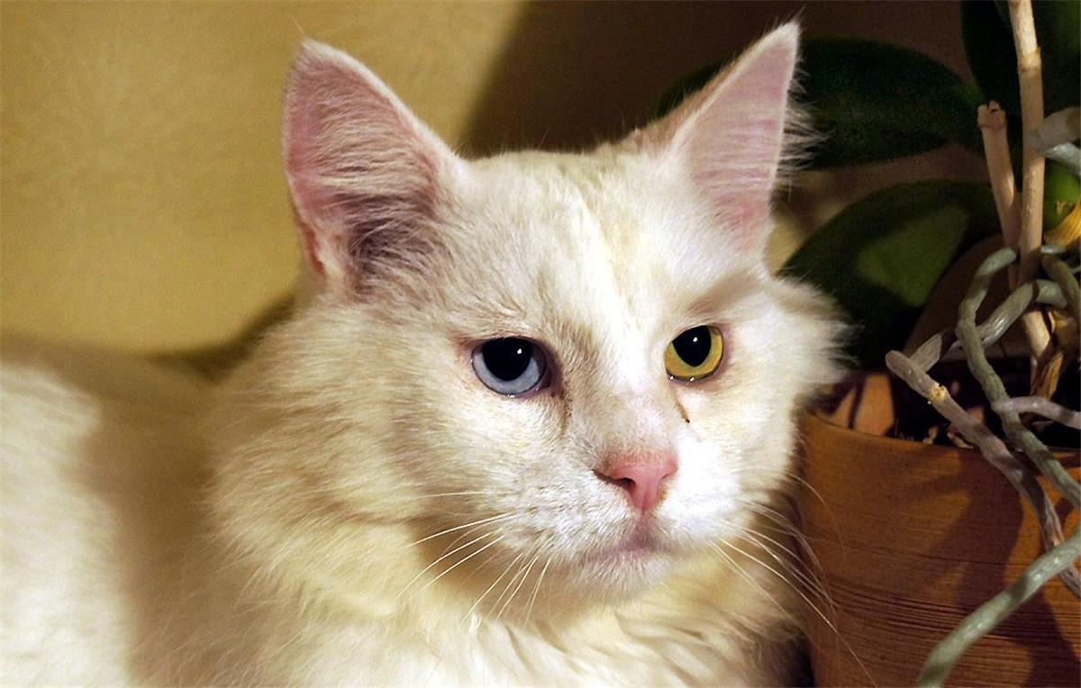 Unverkennbar: Die Norwegische Waldkatze „Aki“ mit dem blauen und dem grünen Auge.
