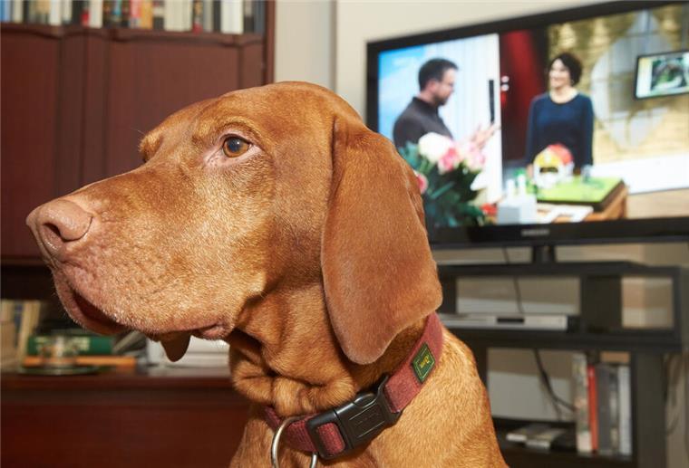 Post vom Beitragsservice: Jagdhund soll Rundfunkgebühr zahlen Der sechseinhalb-jährige Magyar Vizsla-Jagdhund Janosch sitzt am 14.01.2015 in der Wohnung seiner Familie in Koblenz (Rheinland-Pfalz) vor dem Fernseher. Er hat eine auf seinen Namen ausgestellte Rechnung über Rundfunkgebühren erhalten. Foto: Thomas Frey/dpa (zu: "Hund sollte Rundfunkbeitrag zahlen - Kuriose Zahlungsaufforderung") +++(c) dpa - Bildfunk+++