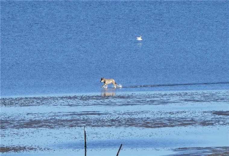 Beim Cuxhaven-Urlaub Wolf fotografiert Urlauberin Regina Rösner hat den Wolf am Strand von Sahlenburg fotografiert.