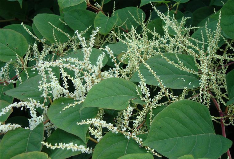 „Alien des Jahres“: Invasive Pflanze wird zum Problem im Kreis Cuxhaven Ursprünglich aus Ostasien als Bienenweide, Zierpflanze und Viehfutter nach Deutschland gebracht, ist der Japanische Staudenknöterich hier heutzutage unerwünscht. Durch seine enorme Wuchskraft verdrängt er einheimische Pflanzen und kann sogar Mauern zerstören.