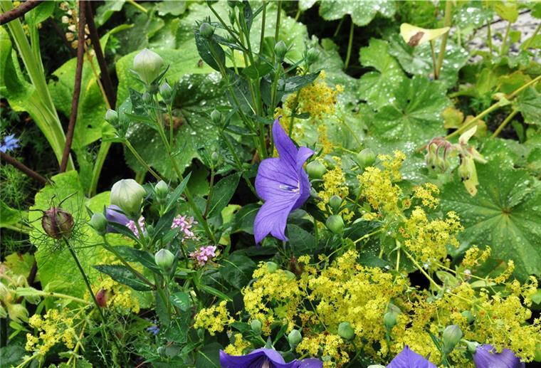 Gartenserie: Wo es elf Monate im Jahr blüht Ursula Koop und Gert Rosenbohm in ihrem Garten an der Butjadinger Straße in Abbehausen.