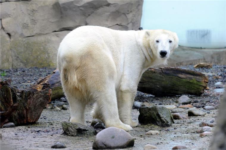 Valeska hat ihre beiden Eisbärenbabys verloren.
