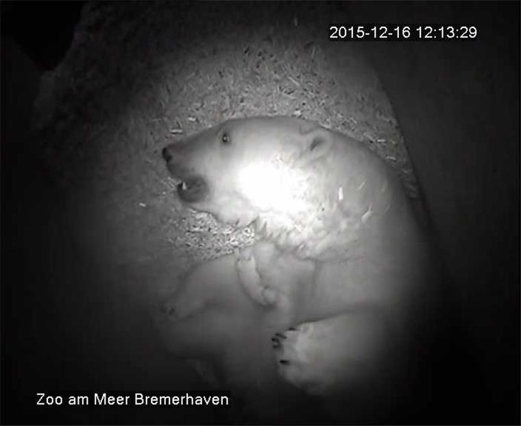 Nachwuchs bei den Eisbären im Zoo am Meer Valeska ist eine entspannte und fürsorgliche Mutter, sagen die Eisbärenpfleger. Auch wenn der Nachwuchs sich alle zwei Stunden meldet, um zu trinken und sich lauthals beschwert, wenn das nicht auf der Stelle möglich ist. Bis März sollen beide in der Höhle bleiben. Foto Zoo am Meer