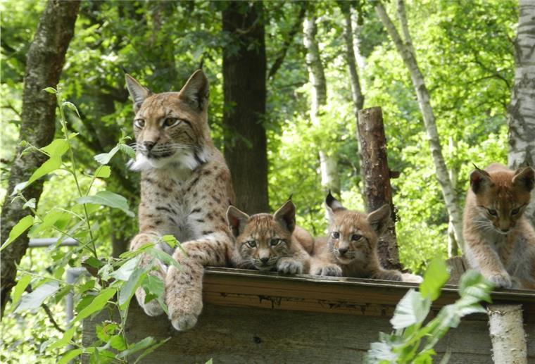 Beverstedter Tierpark freut sich über erneuten Luchs-Nachwuchs Mehrere Luchse.