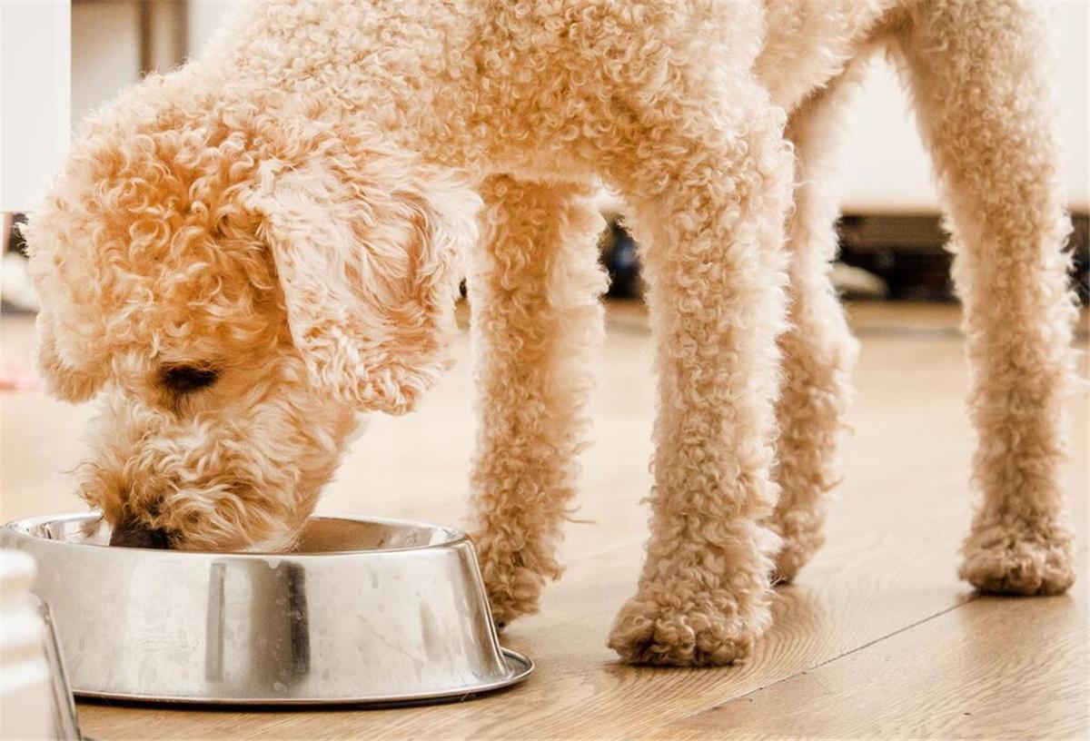 Hunde vegan ernähren: Neue Studie zeigt überraschende Ergebnisse Ein Hund frisst aus einem Napf.