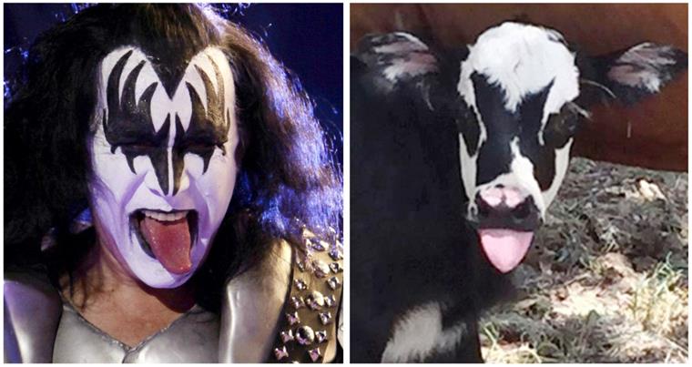 Kurioses Kälbchen sieht aus wie Kiss-Bassist Verblüffende Ähnlichkeit: Der Bassist der US-Rockgruppe Kiss, Gene Simmons und ein Kälbchen in Kerrville (Texas, USA). Das Tier war am Freitag in der Nähe von San Antonio geboren und von ihren Besitzern «Genie» getauft worden.