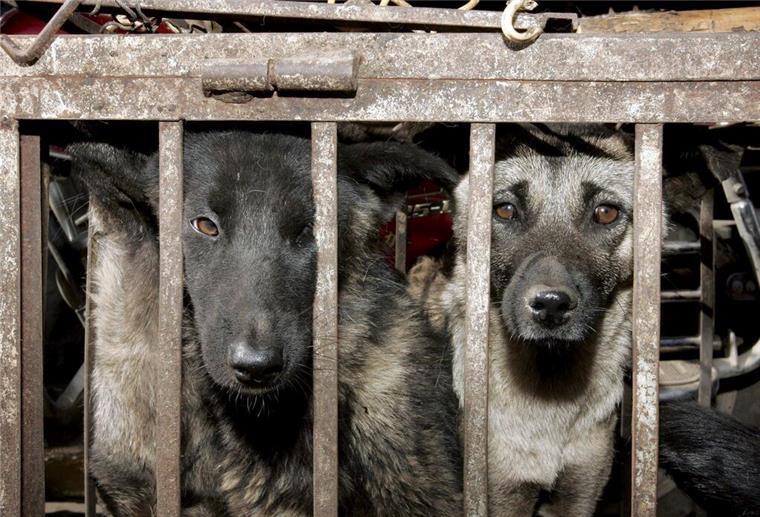 Heute ist Welttierschutztag: Was wurde in Deutschland und Europa erreicht? ARCHIV - Hunde, die geschlachtet werden sollen, sitzen in einem Käfig auf einem Tiermarkt in Lijang in der chinesischen Provinz Yunnan. Foto: epa Michael Reynolds/epa/dpa