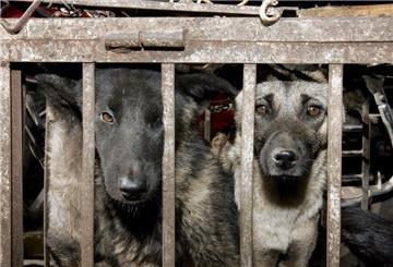 ARCHIV - Hunde, die geschlachtet werden sollen, sitzen in einem Käfig auf einem Tiermarkt in Lijang in der chinesischen Provinz Yunnan. Foto: epa Michael Reynolds/epa/dpa