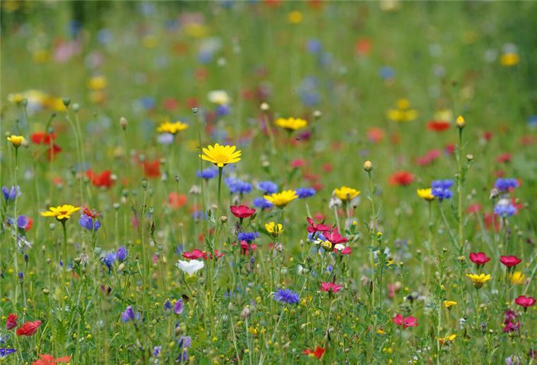 Helfer in Geestland für Biotop-Pflege gesucht Eine Wildblumenwiese.