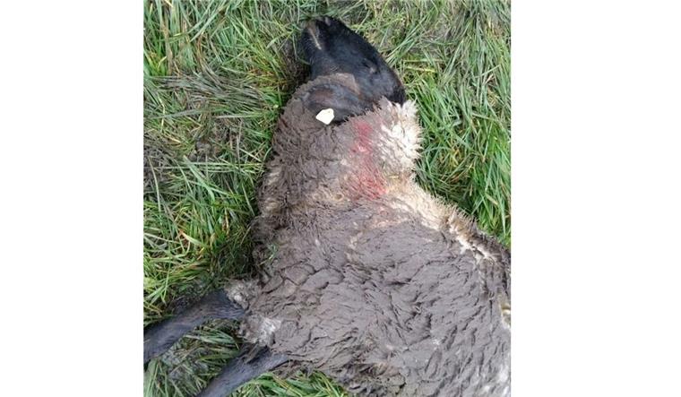 Schafe in Steinau gerissen - Wolfberater: "Das war der Wolf" Verendet: Dieses Pommersche Wollschaf lag auf einer Weide bei Steinau. War es der Wolf?