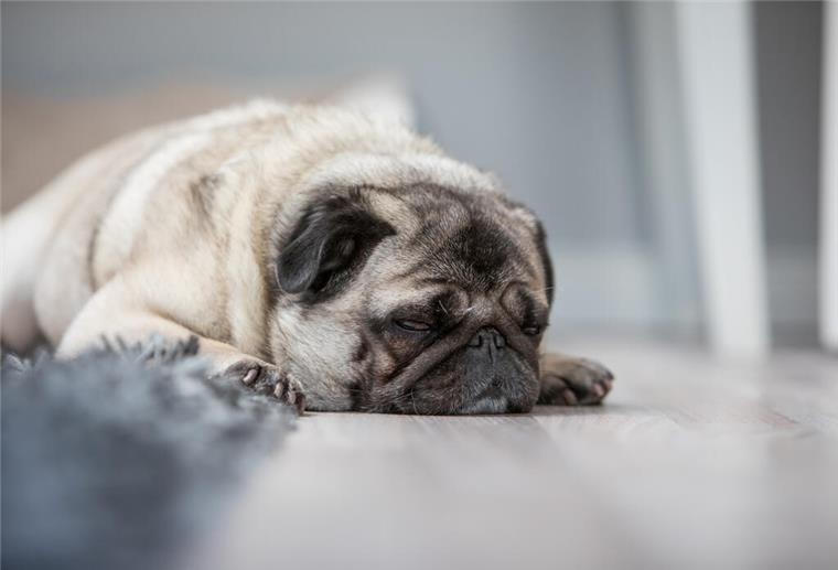 Passivrauchen schadet Haustieren: Hund und Katze kiffen mit schlafender Mops