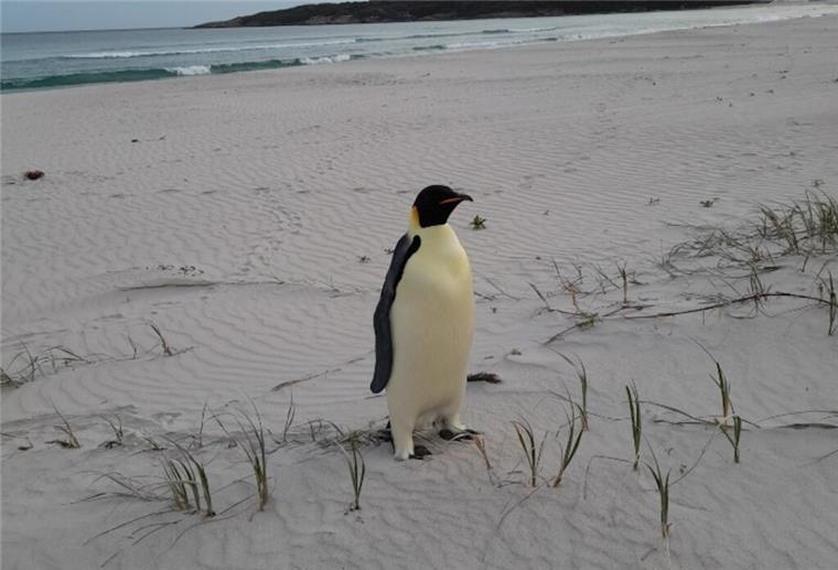 Auf Weltreise? Verirrter Pinguin „Gus“ legt 3400 km zurück Verirrter Pinguin sorgt für Aufsehen