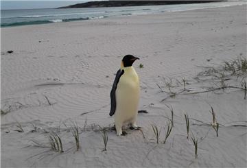 Verirrter Pinguin sorgt für Aufsehen