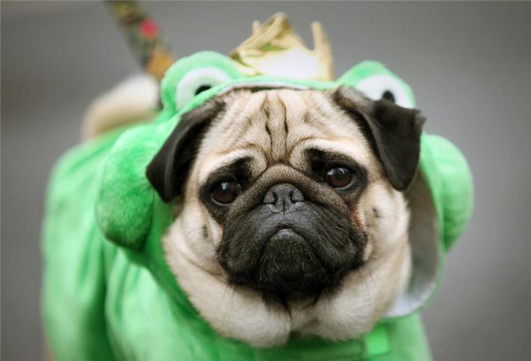 Warum Verkleidungen für Hunde und Katzen problematisch sind Ein Mops ist als Frosch verkleidet.