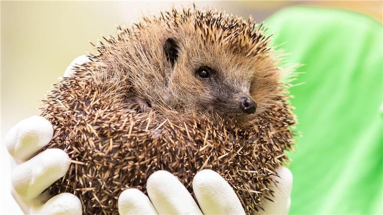 Artenschutzzentrum: Igel haben es zunehmend schwer Verletzte und kranke Igel werden in Einrichtungen wie dem Igelzentrum Niedersachsen oder dem Nabu-Artenschutzzentrum versorgt. (Archivbild)