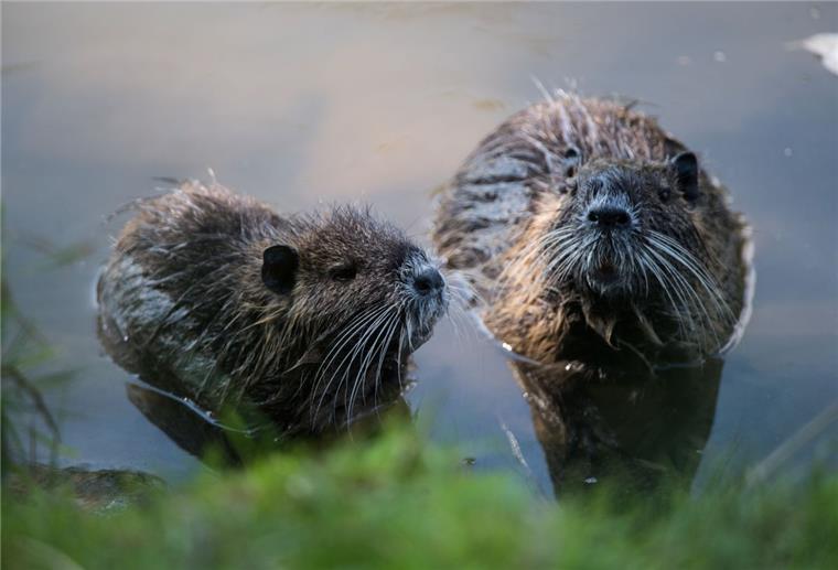Kreis Rotenburg will Nutria und Co. an den Kragen Vermehren sich enorm: Nutria. Die einst wegen ihres Fells auch in Deutschland gehaltenen Tiere werden mancherorts inzwischen als Plage wahrgenommen. Ursprünglich kommen die Nager aus Südamerika.