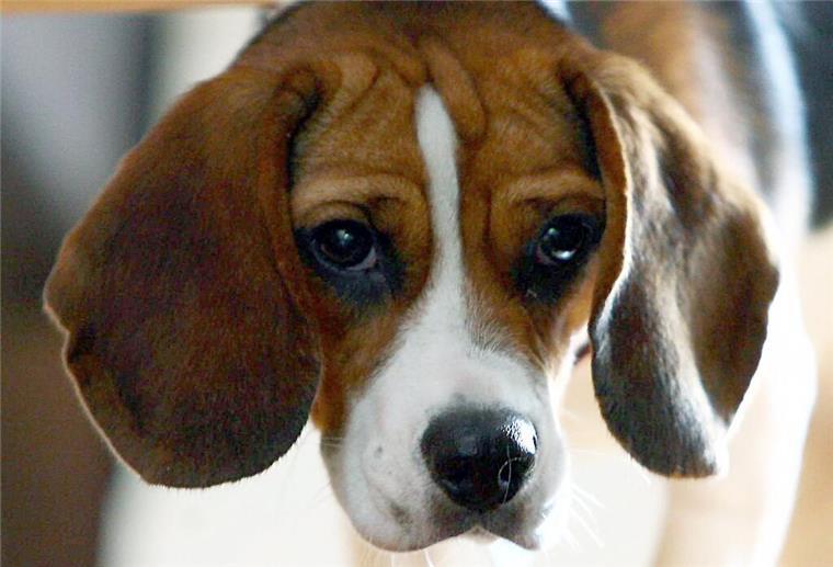 Hipstedt: Einbruch in Hundezucht - sechs Beagle gestohlen Beagle-Hündin Billie